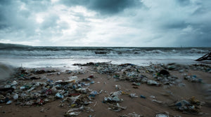 pallid falcon umweltverschmutzung plastikmüll mikroplastik meer