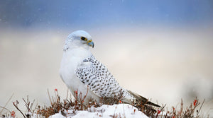 pallid falcon unsere verantwortung nachhaltigkeit umweltschutz schadstoffreiheit